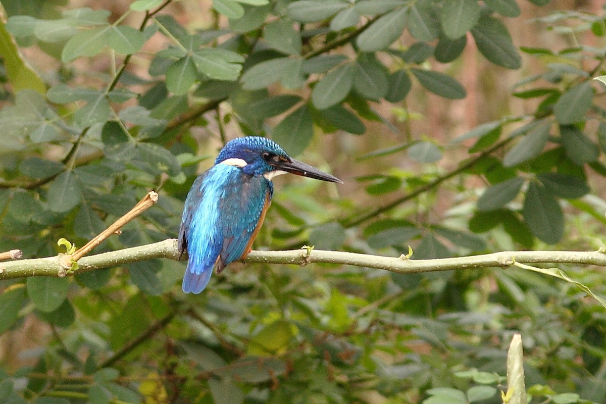 Half-collared Kingfisher - ML318150551