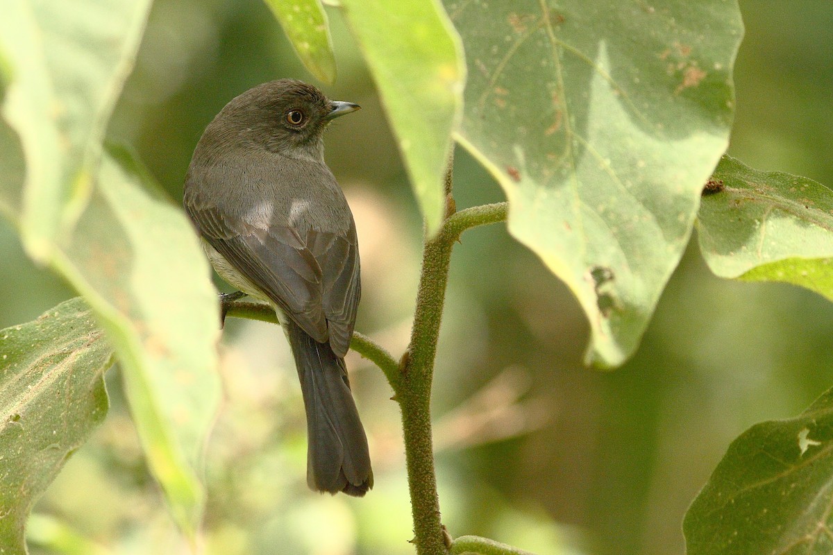 Abyssinian Slaty-Flycatcher - ML318150581