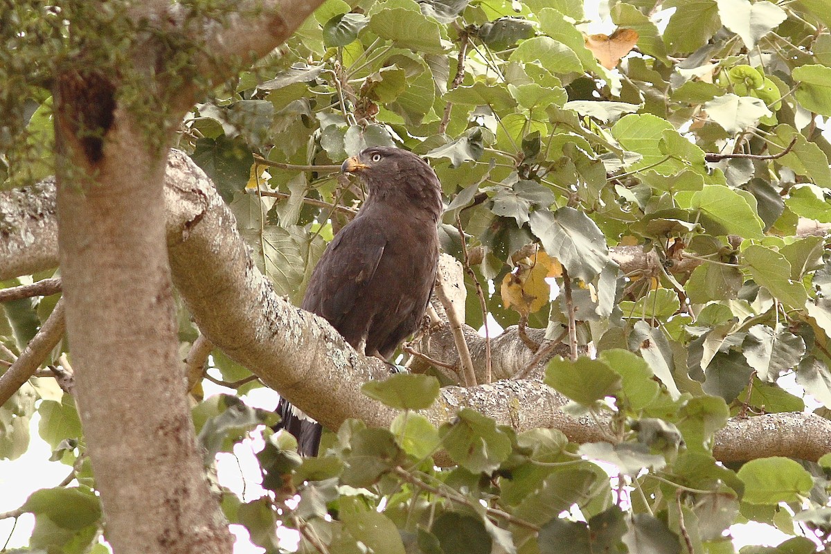 Banded Snake-Eagle - ML318150601