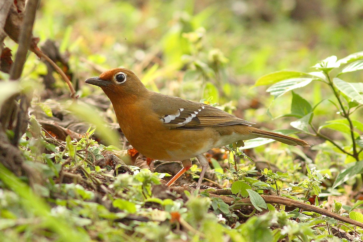 Abyssinian Ground-Thrush - ML318150611