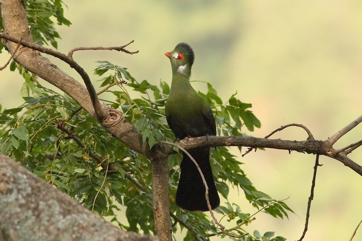 Turaco Cariblanco - ML318150651