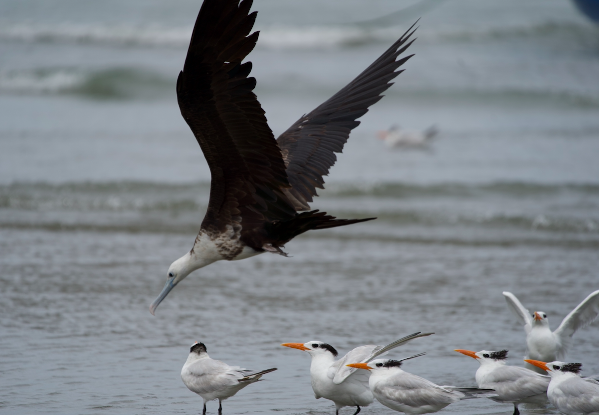 Magnificent Frigatebird - Julie Watson