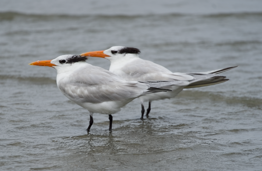 Royal Tern - ML318150841