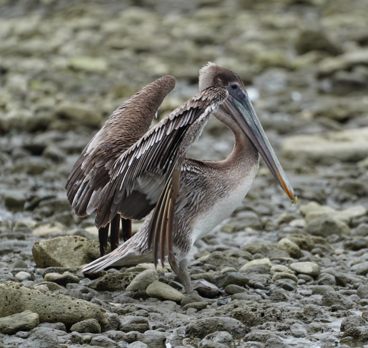 pelikán hnědý - ML318151131