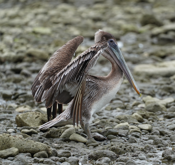 Brown Pelican - ML318151131