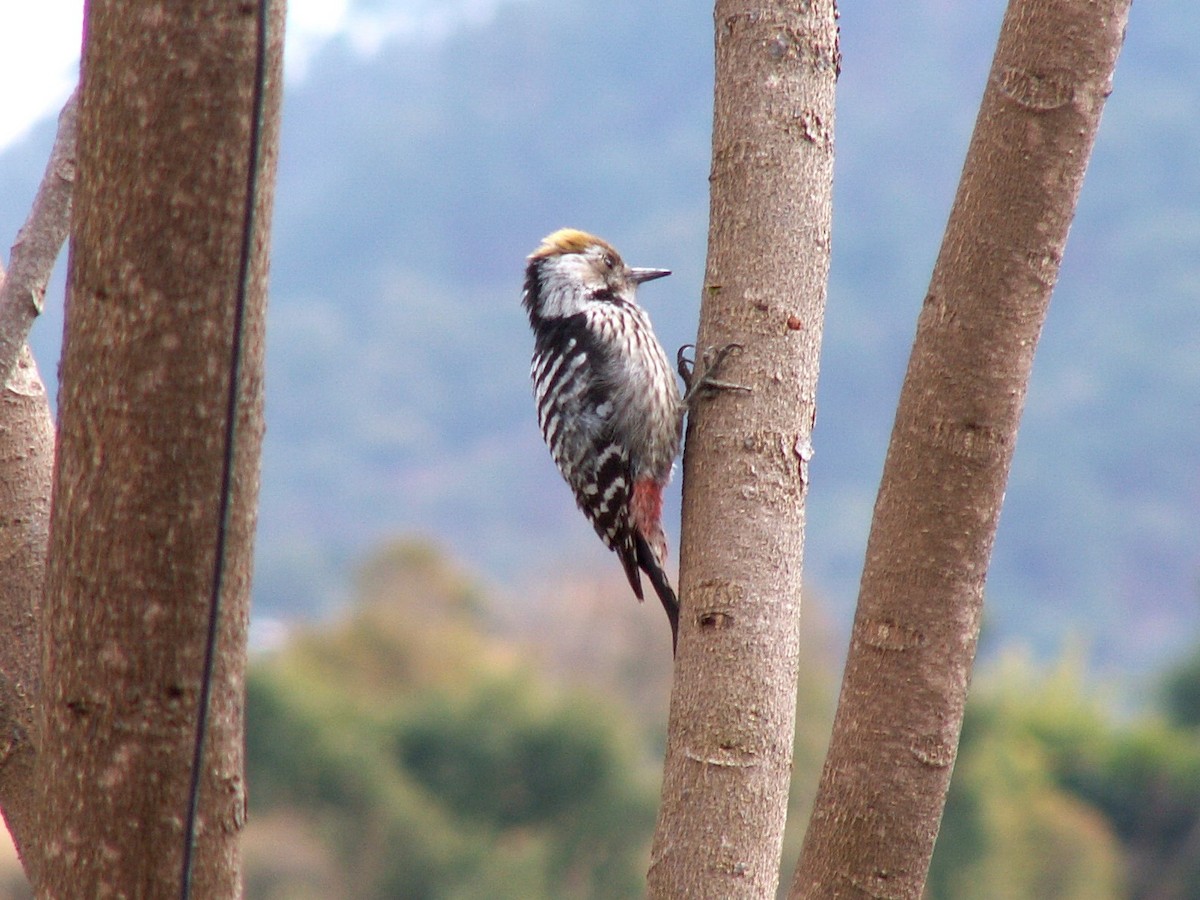 Brown-fronted Woodpecker - ML318152761