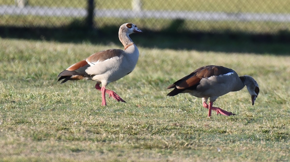 Egyptian Goose - ML318157331