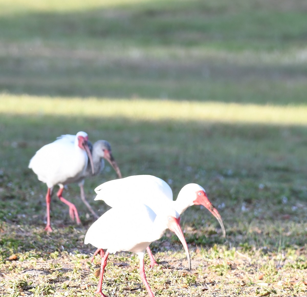 White Ibis - ML318157431