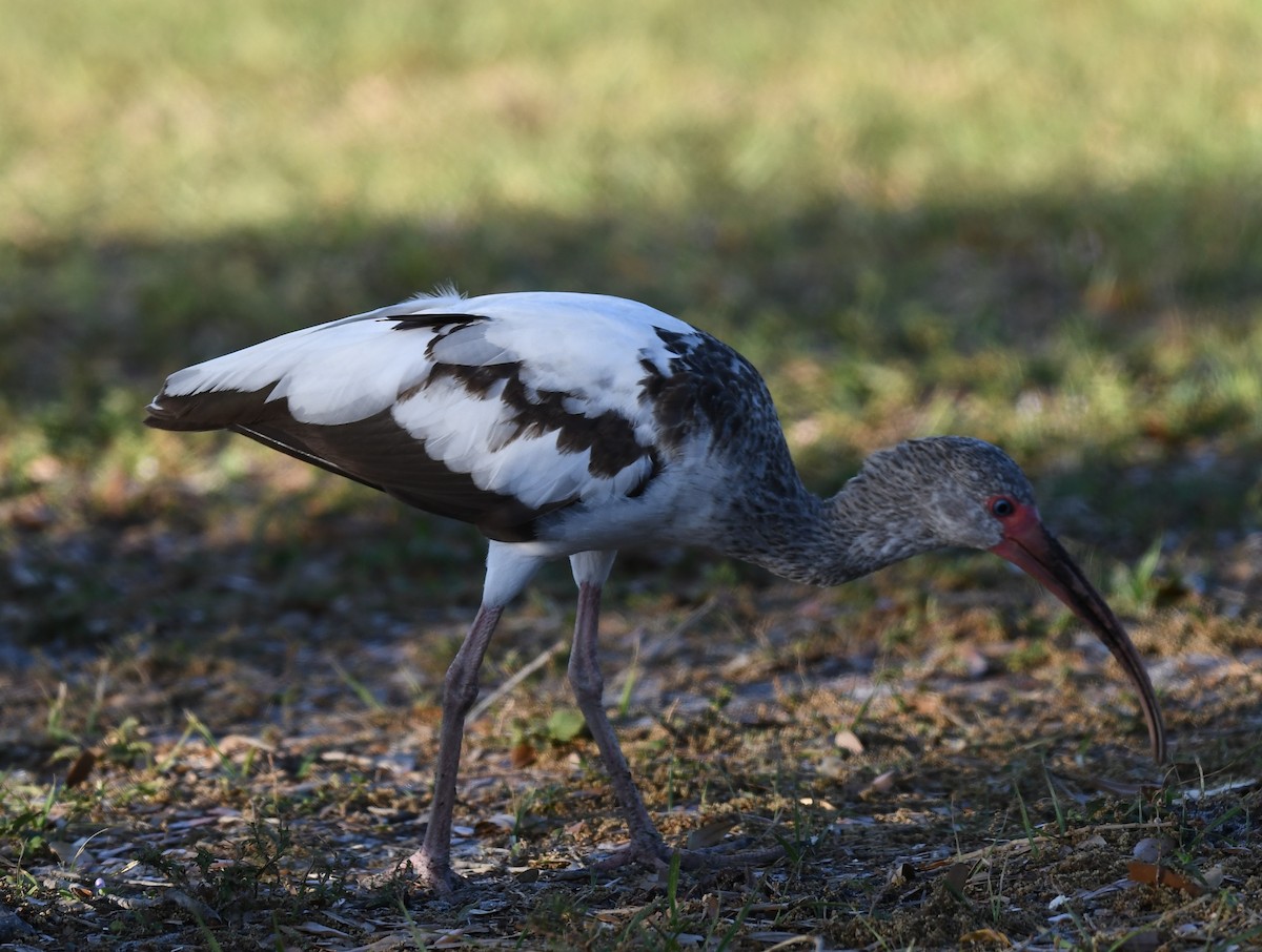 ibis bílý - ML318157521