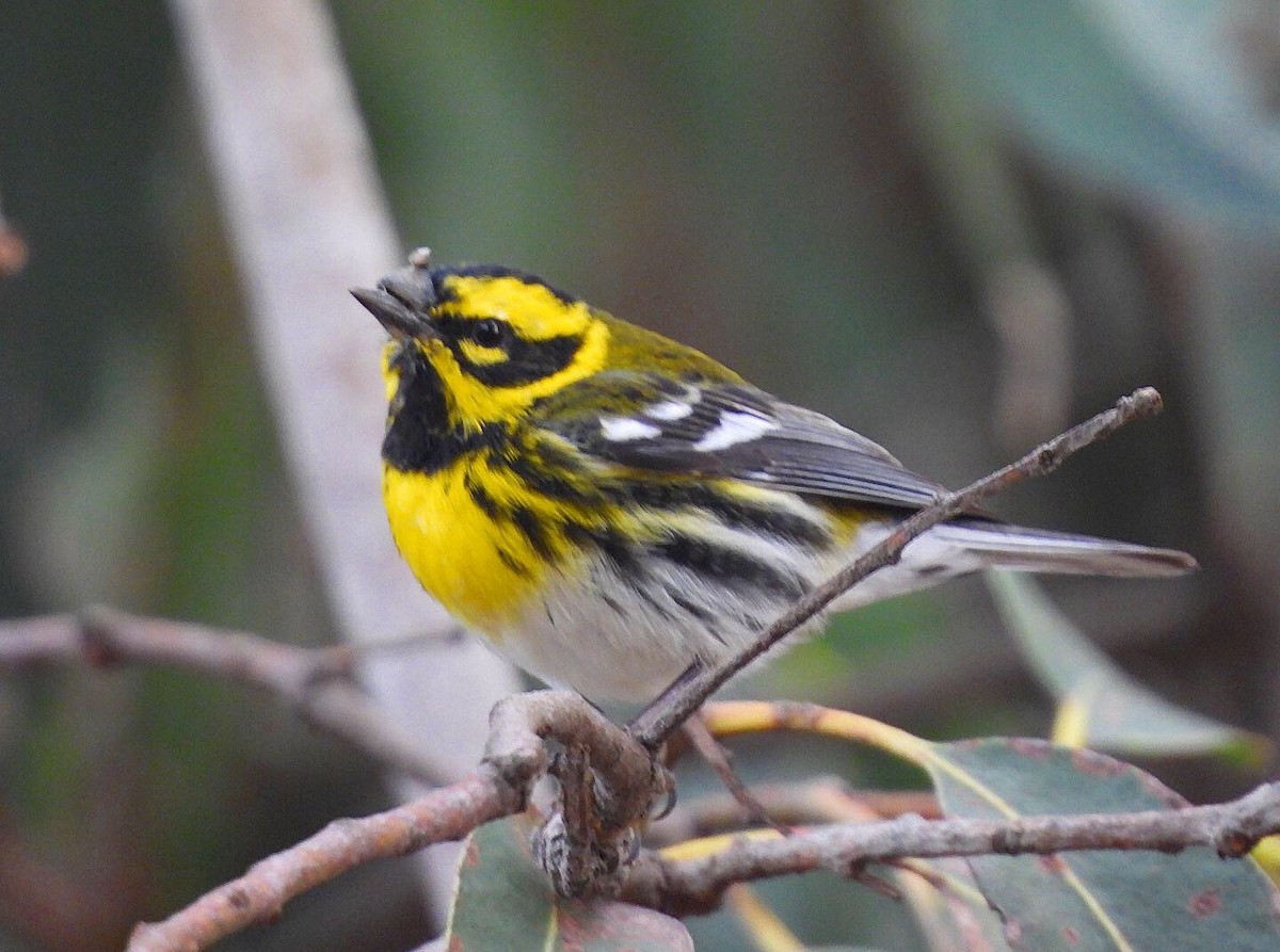 Townsend's Warbler - ML318157881