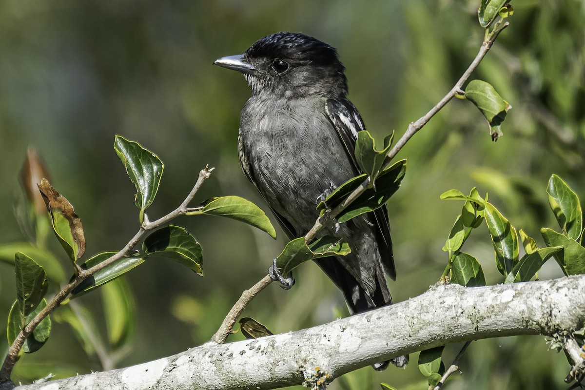 White-winged Becard - Amed Hernández