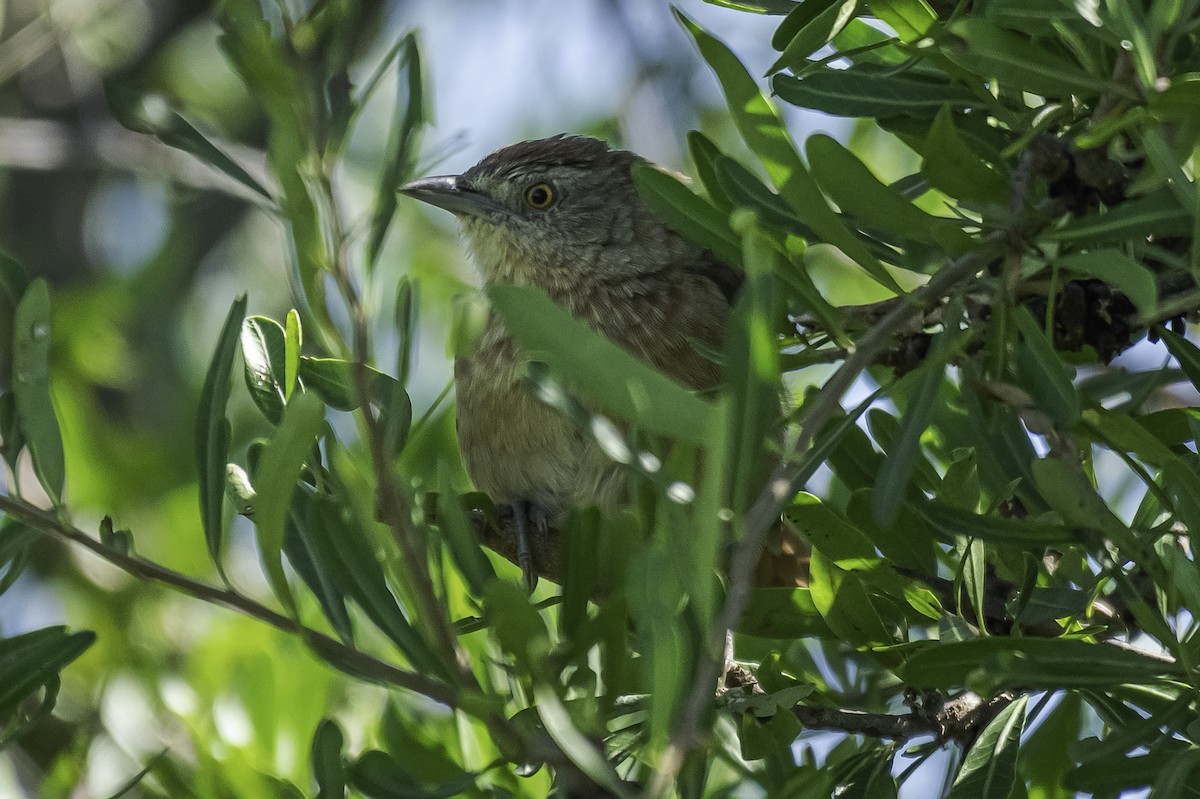 Freckle-breasted Thornbird - ML318159741