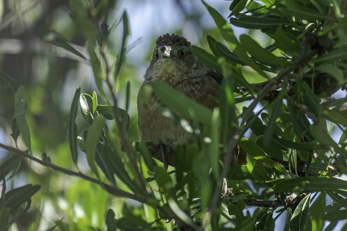 Freckle-breasted Thornbird - ML318159751