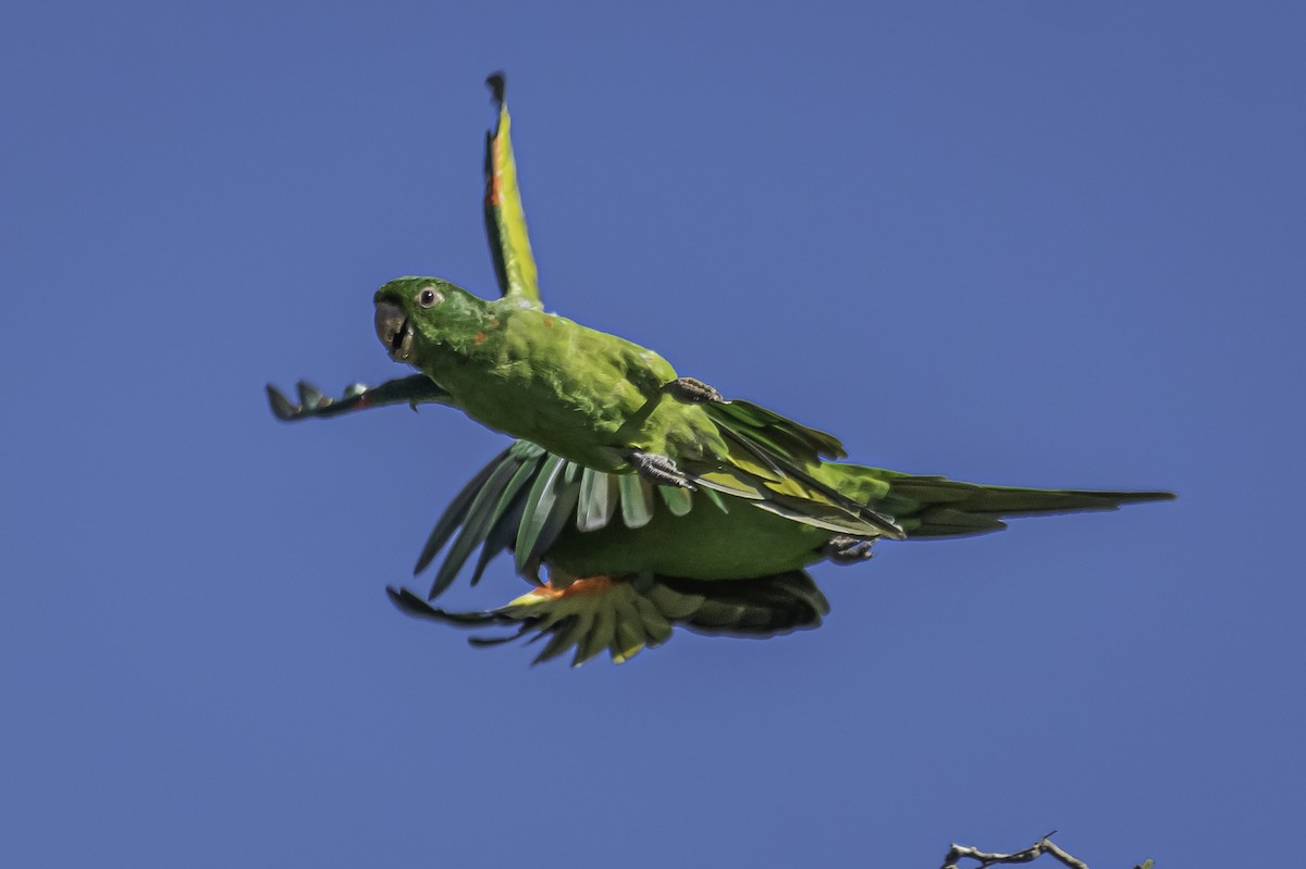 White-eyed Parakeet - Amed Hernández