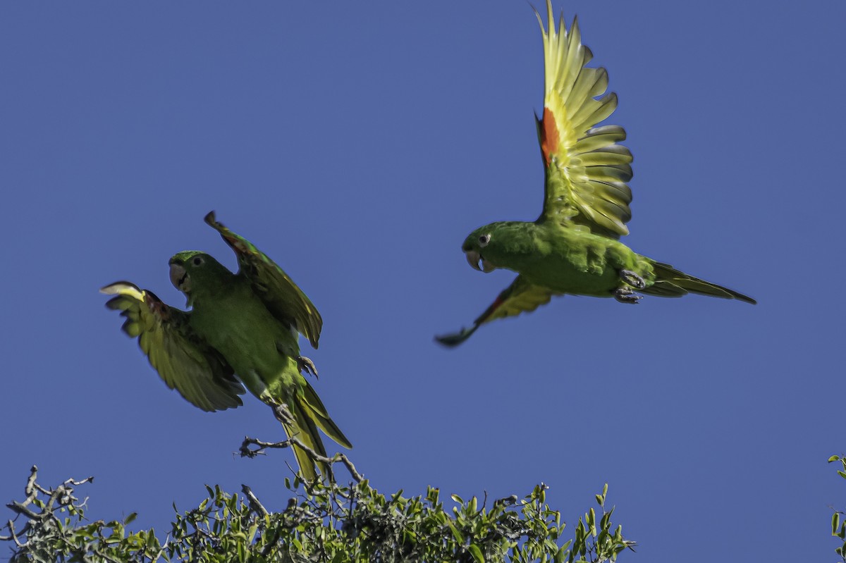 White-eyed Parakeet - ML318159831