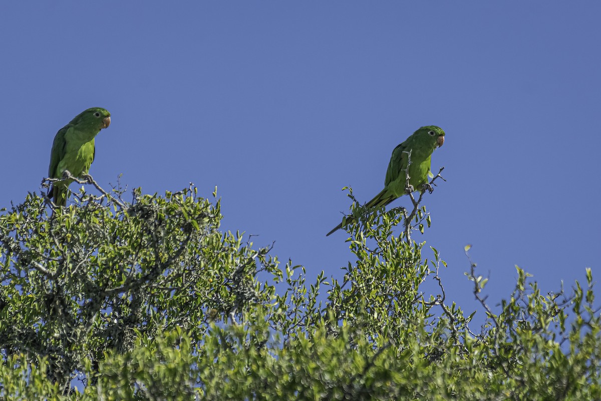 Aratinga Ojiblanca - ML318159881