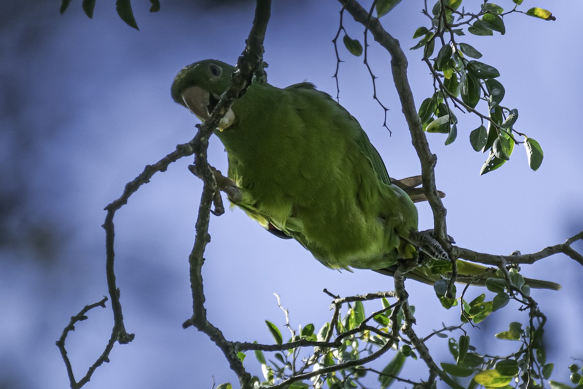 White-eyed Parakeet - ML318159891