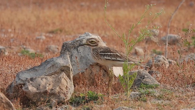 Indian Thick-knee - ML318160011