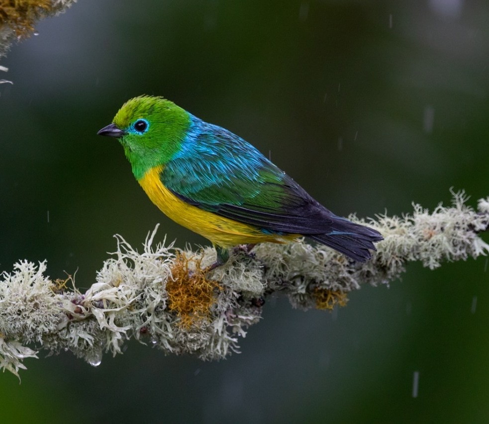 Blue-naped Chlorophonia - Birds Colombia Experience