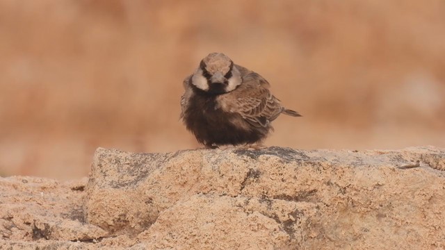 Ashy-crowned Sparrow-Lark - ML318161141