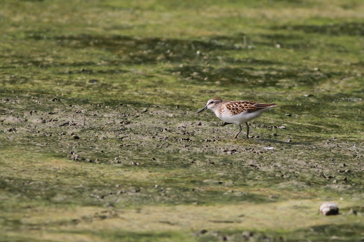 Least Sandpiper - Alex Lamoreaux