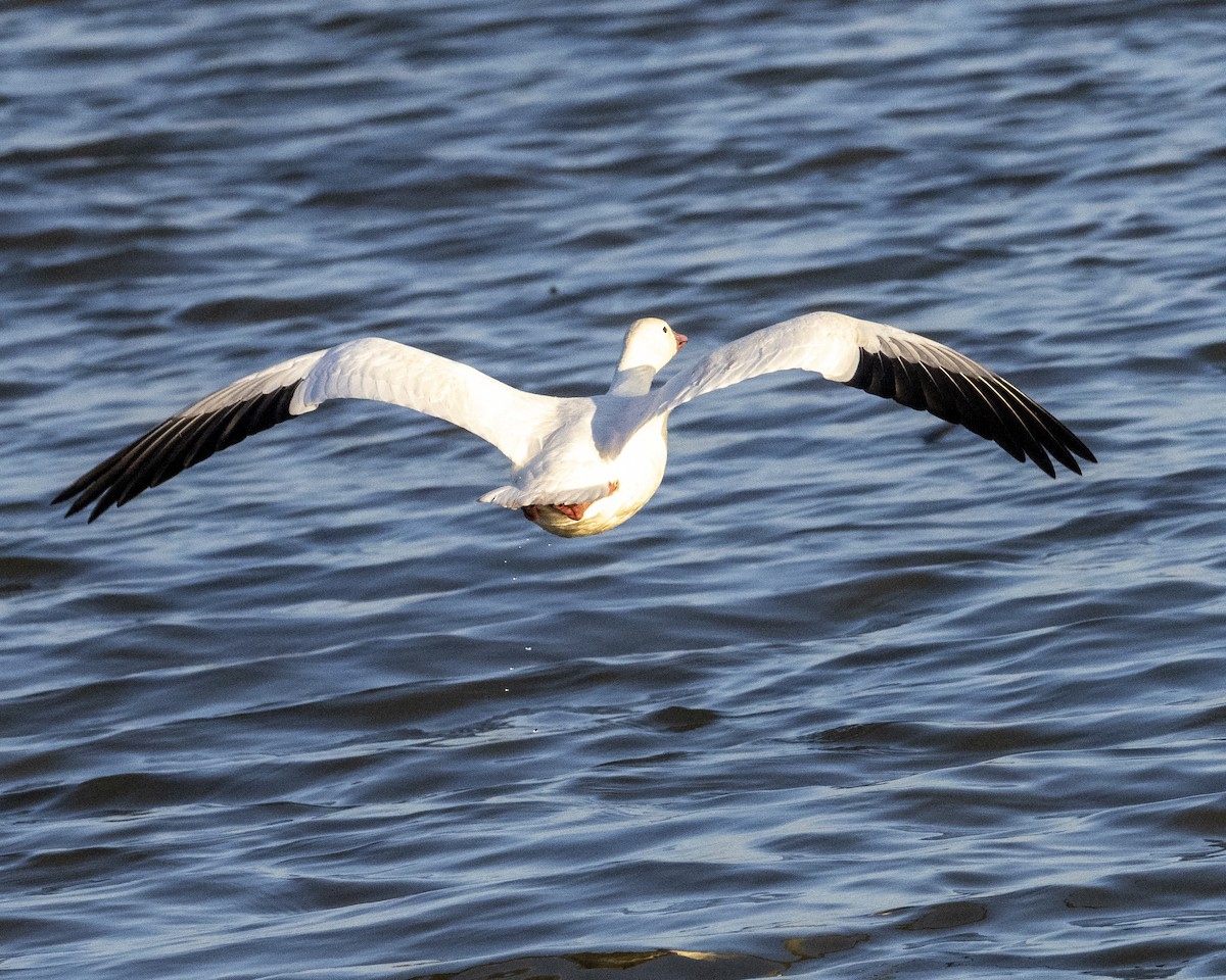 Snow Goose - ML318162941