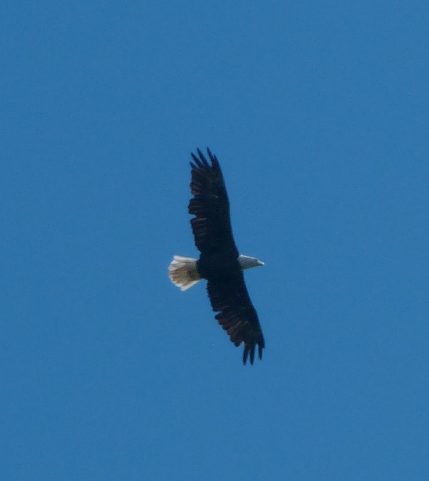 Bald Eagle - Alain Sylvain