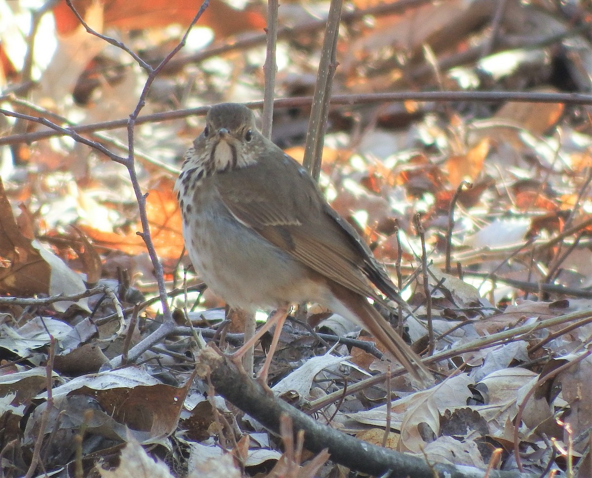 Hermit Thrush - ML318163841