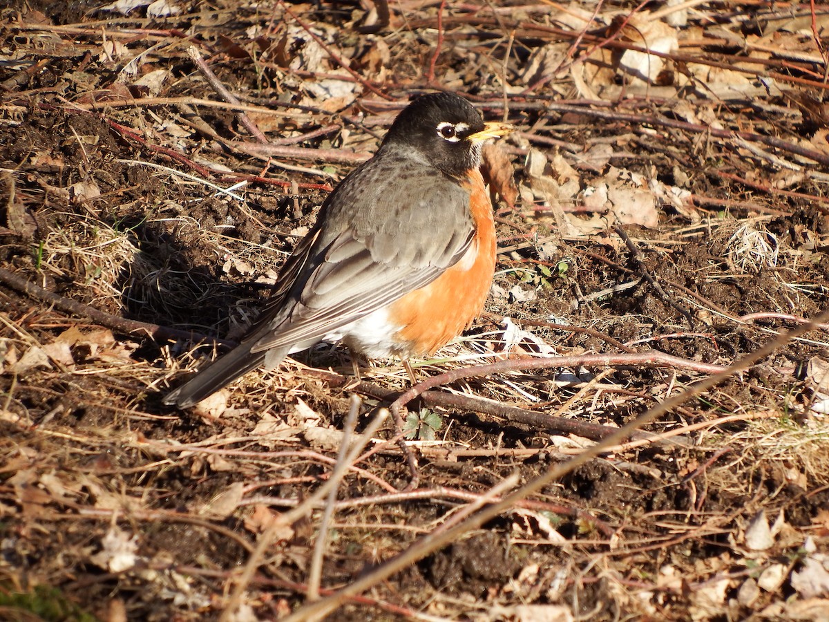 American Robin - ML318164011