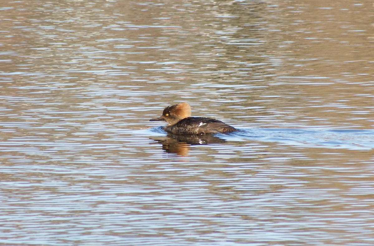 Hooded Merganser - ML318164321