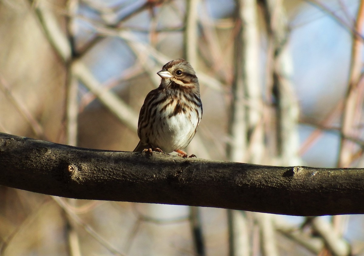 Song Sparrow - ML318164381