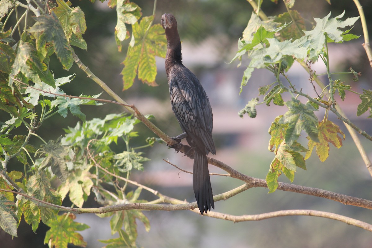 Indian Cormorant - Manali  Rane