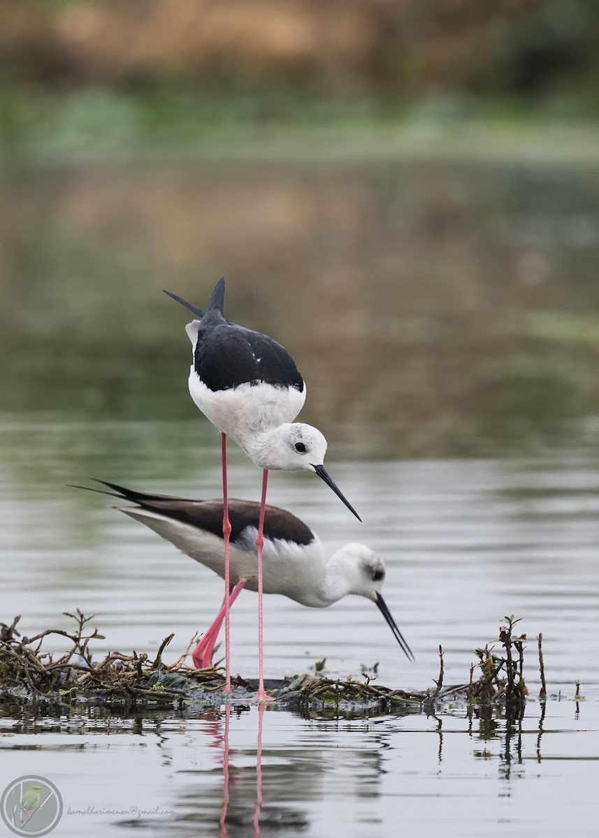 Black-winged Stilt - Kamal Hari Menon