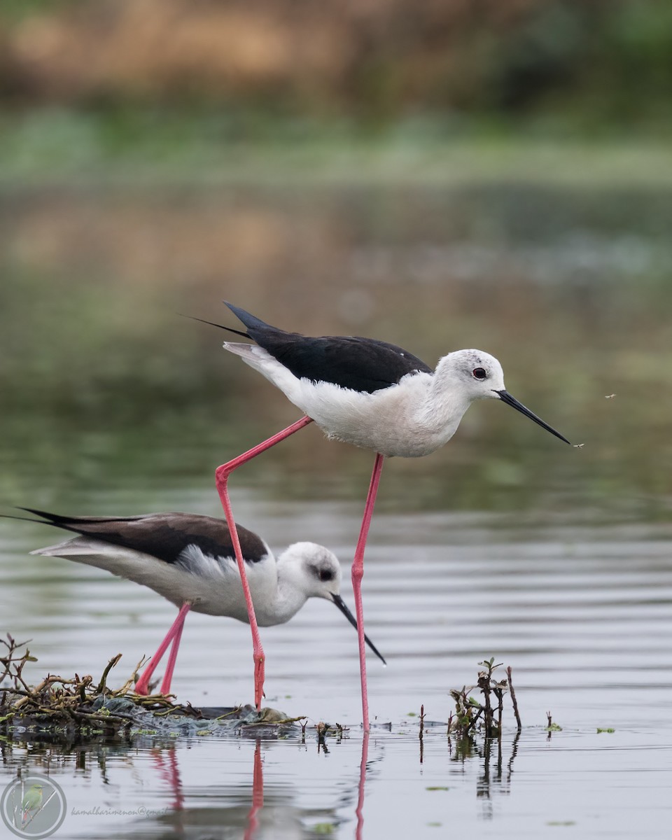 Black-winged Stilt - Kamal Hari Menon