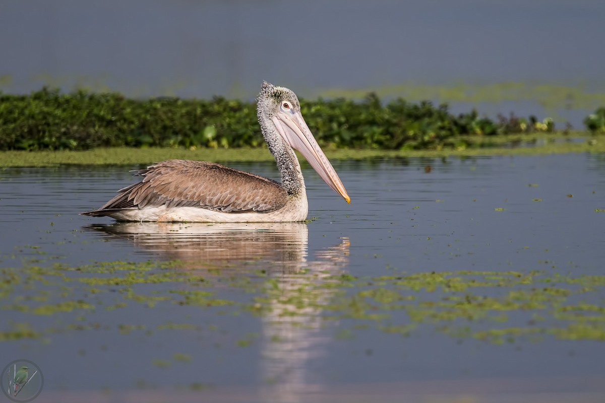 Spot-billed Pelican - Kamal Hari Menon