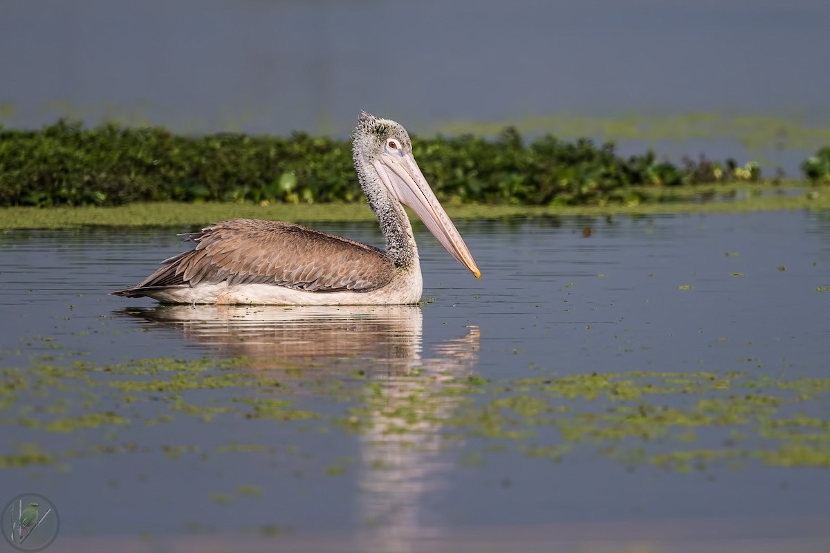 Spot-billed Pelican - ML318170461