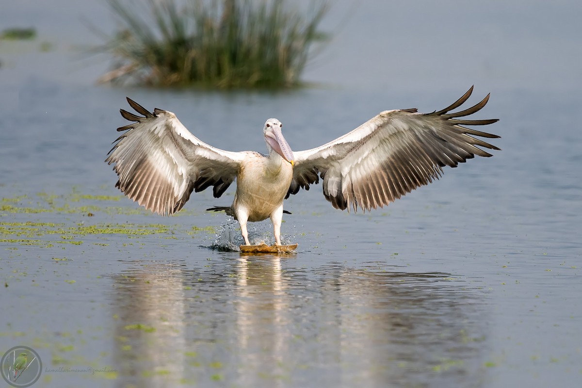 Spot-billed Pelican - Kamal Hari Menon