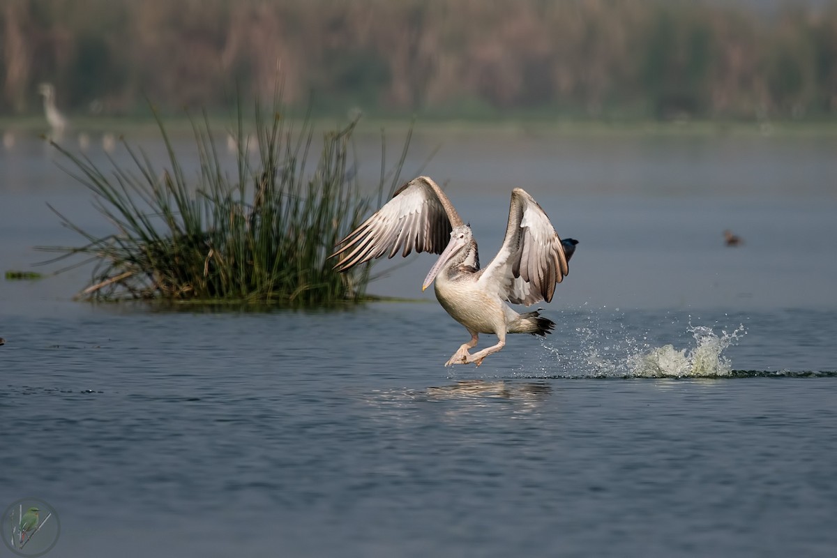 Spot-billed Pelican - Kamal Hari Menon