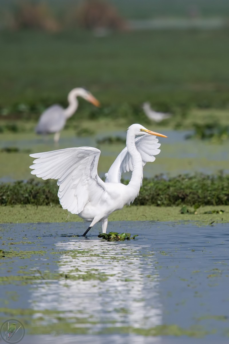 Great Egret - ML318170571