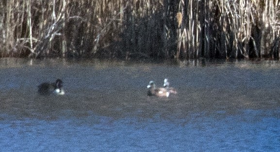 American Wigeon - ML318170641