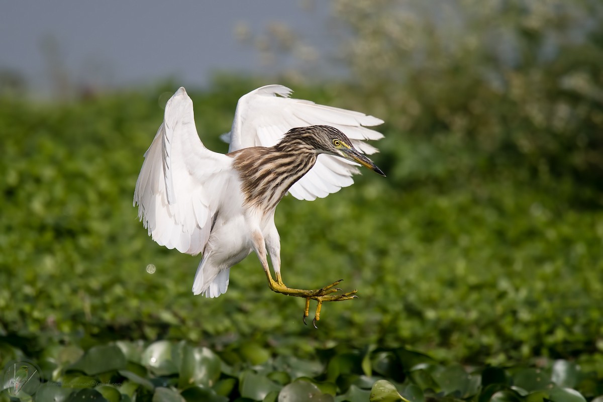 Indian Pond-Heron - Kamal Hari Menon