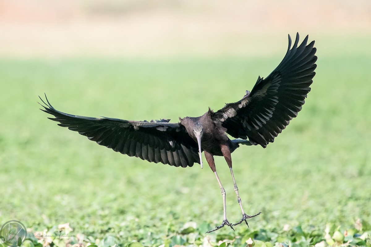 ibis hnědý - ML318170661