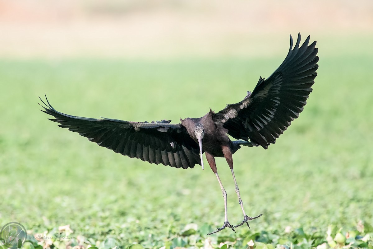 Glossy Ibis - ML318170661