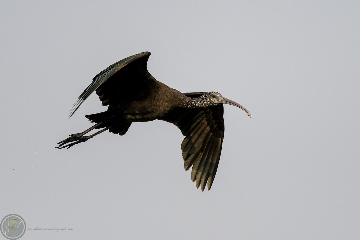 Glossy Ibis - Kamal Hari Menon