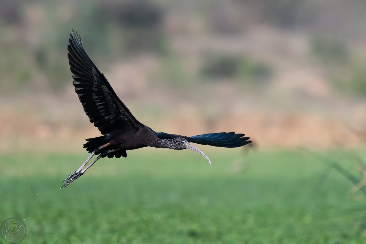 ibis hnědý - ML318170681