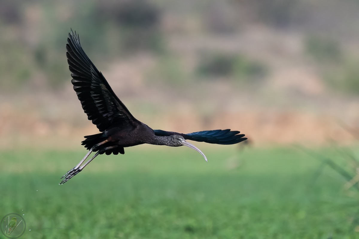 Glossy Ibis - ML318170681