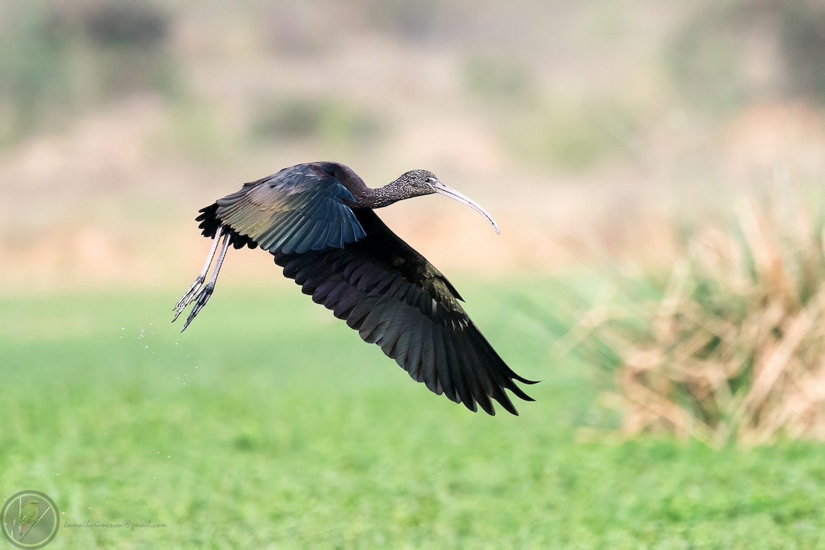 Glossy Ibis - Kamal Hari Menon