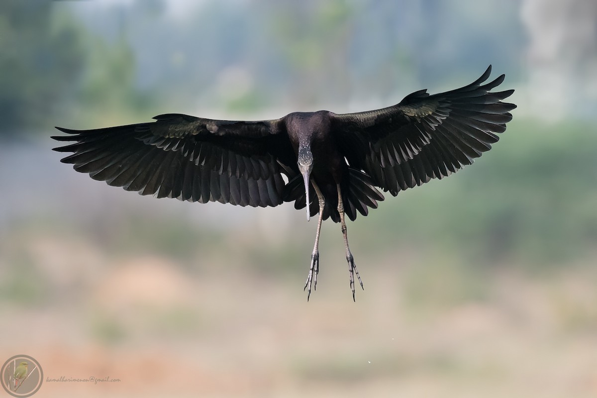 Glossy Ibis - ML318170701