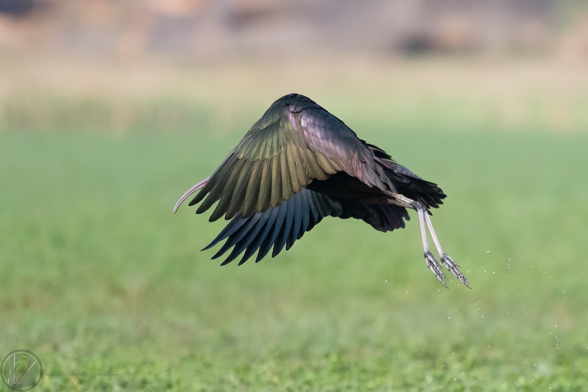 Glossy Ibis - ML318170711