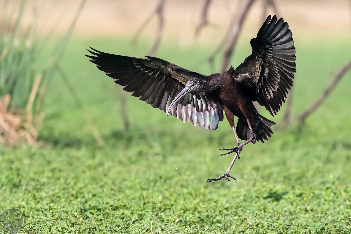 Glossy Ibis - ML318170731